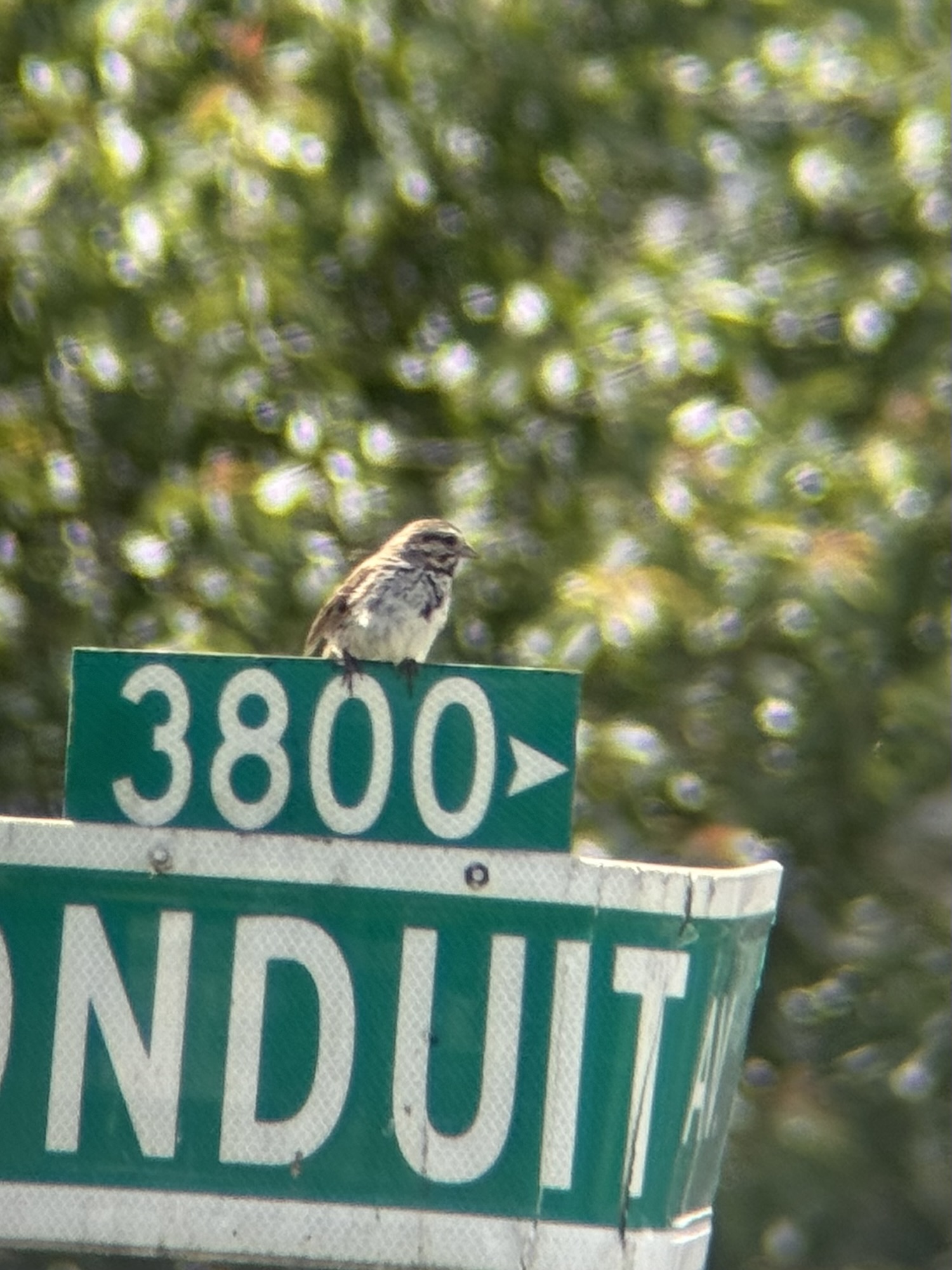 our song sparrow neighbor