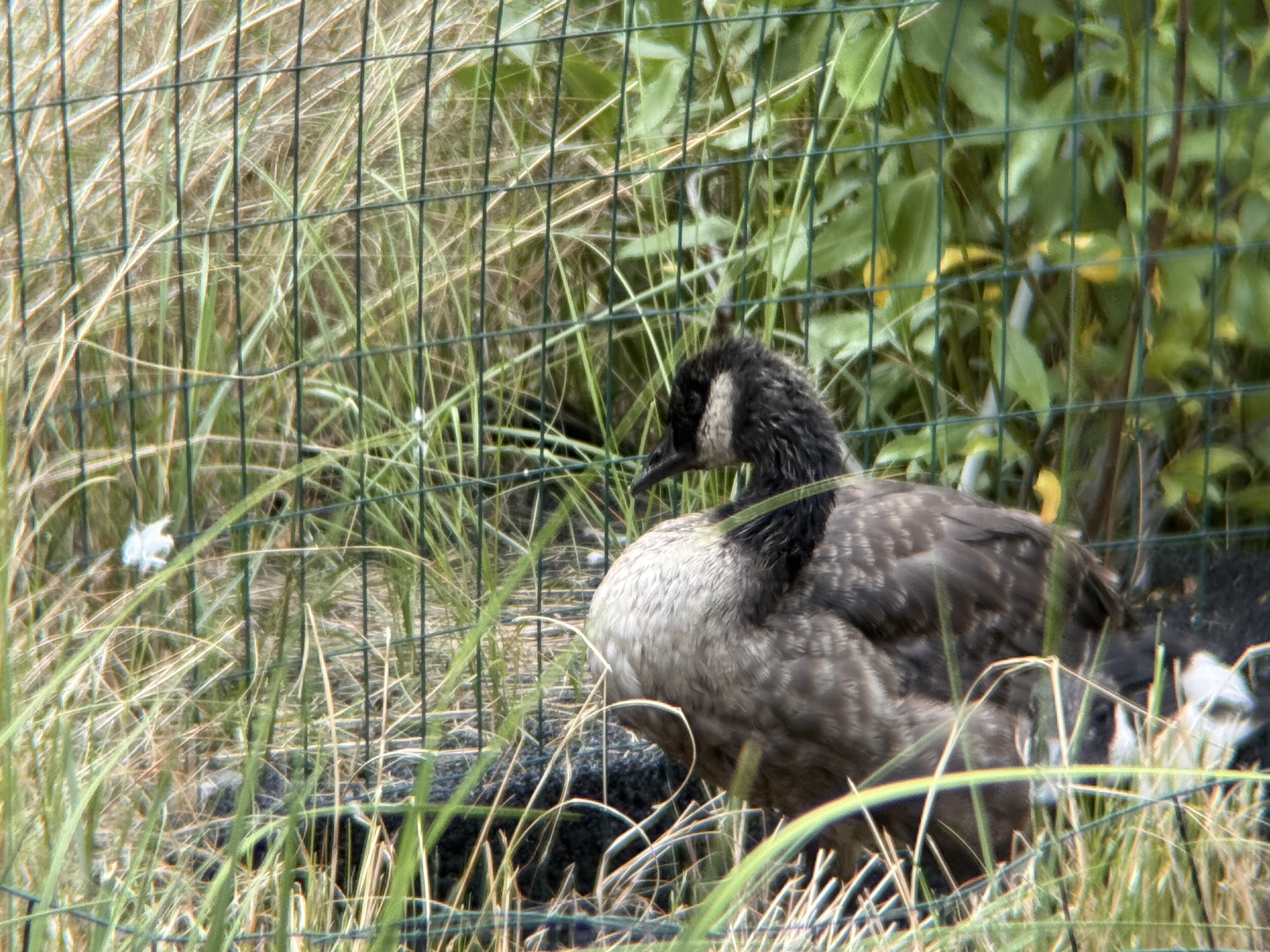 juvenile goose